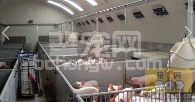 天气炎热，猪场做好6个关键点，严防应激中暑