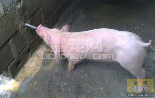 水--猪饲养中被遗忘的重要营养与功能物质