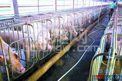 高温来袭 猪场必须做好的6个关键点