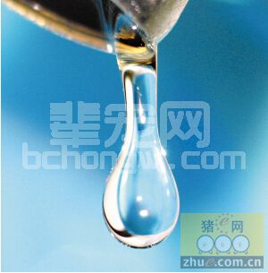 养殖户不可忽视的猪场饮水