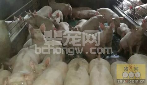 升温后，猪场饮水的常见问题
