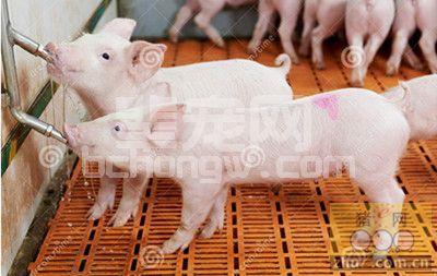 猪场饮水管道生物膜的危害和解决办法
