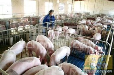 养猪场集约化还是“挤约化”