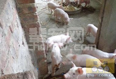 老猪舍生产效率低，必须改造才有生存空间