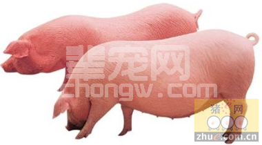 巧用十招提高商品育肥猪出栏率