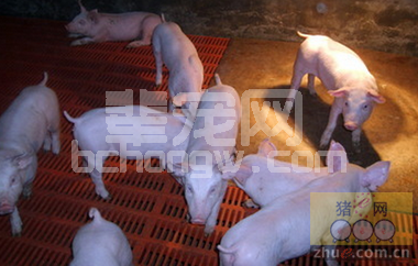 养好保育猪的8大要点，一定要做到！