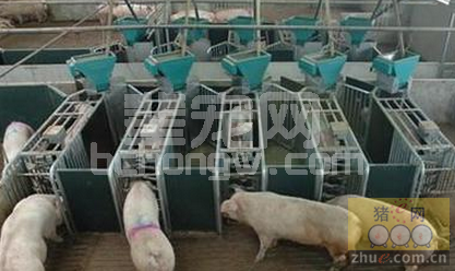 猪场卫生环境好 养猪疫病隐患少