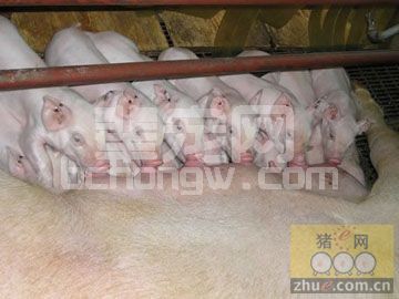 幼猪的卫生防疫