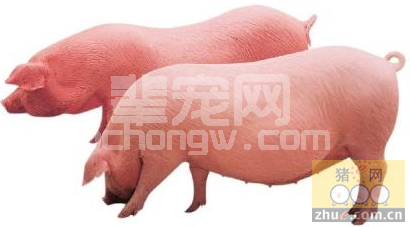 巧用十招提高商品肥育猪出栏率