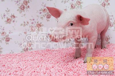 第一口初乳和仔猪腹泻的关系