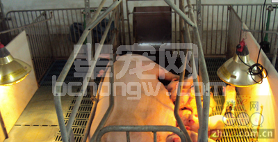 养猪过程如何让母猪两年产五窝？