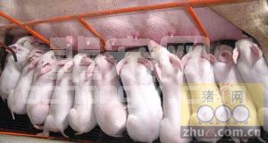 夏季母猪产程延长、死胎增多，改如何应对？