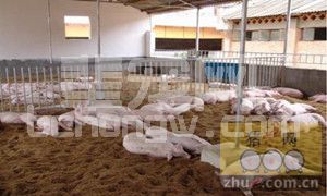 夏季养殖场八个土法防蚊招数