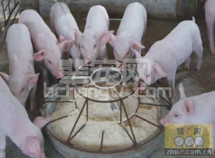 9个养猪省料的方法