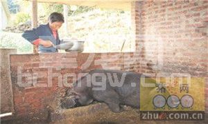 农村养猪品种的选择与繁育