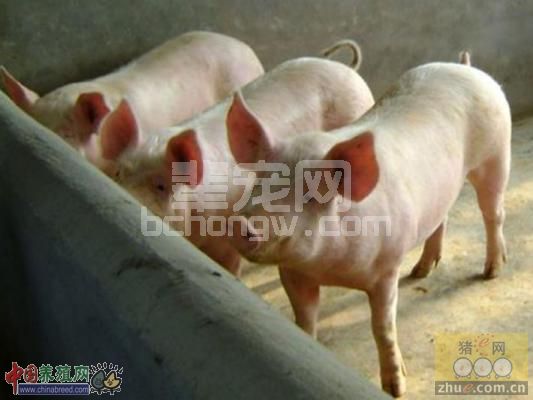 养猪宝贵经验-养猪二十一要