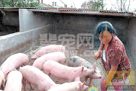 小规模的猪场管理