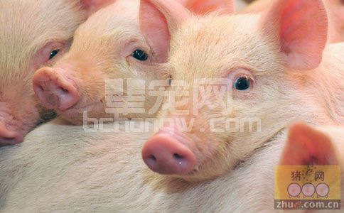 猪场养殖常见问题