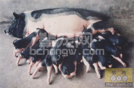 要把母猪当成老婆来养，把仔猪当成孩子来养