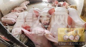 养猪成本高于6元就赚不到钱？猪场防疫也要降成本