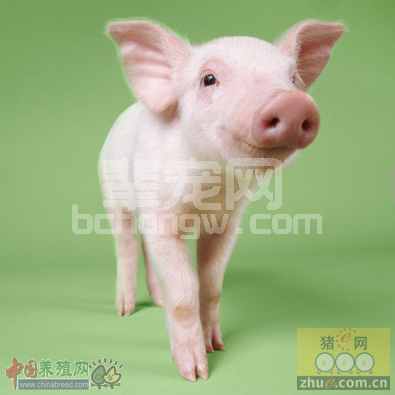 如何从“选”与“喂”提升养猪效益