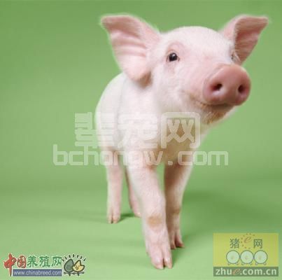 养猪场怎样减少猪病发生
