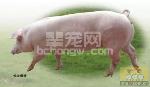 如何用药物进行母猪保胎