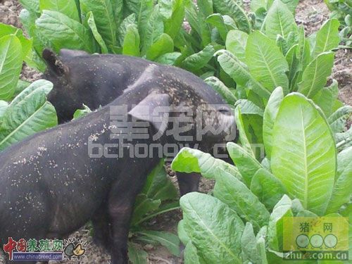 养猪人经验分享，规模化猪场主要疫病监控与净化