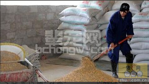 粗粮喂猪的技巧