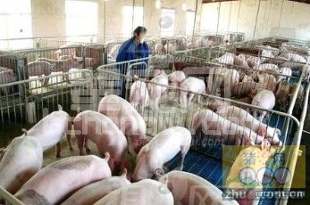 推广发酵床养猪技术提高猪肉品质