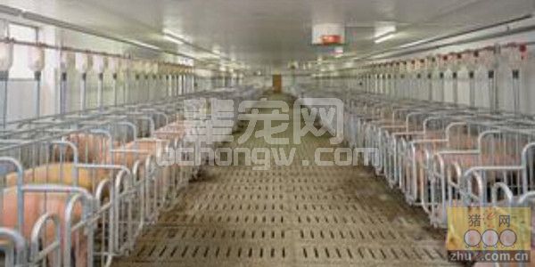 空气微生物与尘埃对猪有何影响？