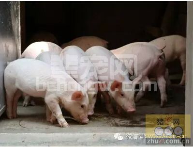 夏季对猪场控温措施介绍