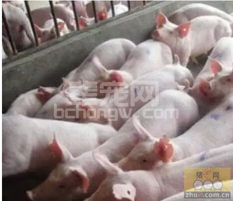 养猪场规模化养猪的五大必备理念