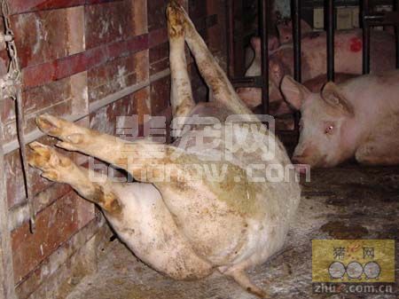 养猪人最容易犯10个错误，你认同吗