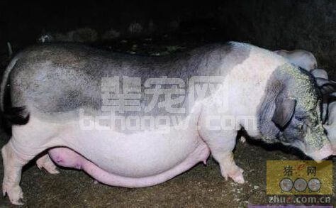 母猪维生素营养标准的确定