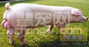 猪的选育过程中要注意猪的健康育种