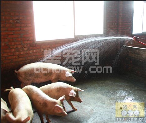 散养户养猪可能出现的几个误区
