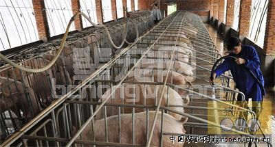 总结得太好了：养猪≠喂猪！这些养猪经验对你一定有用！