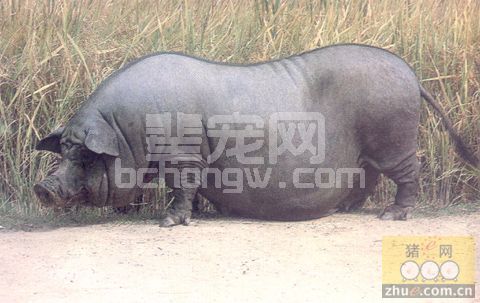 母猪养好的关键点在哪里？