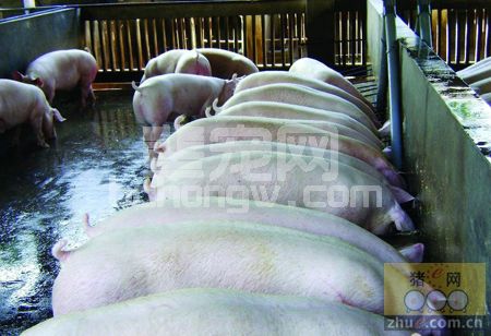 后备母猪的饲喂要点