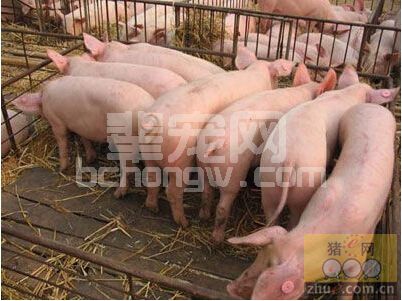 猪儿养的好，5步不可少
