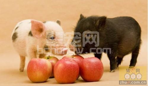 猪价，肉价继续窄幅上涨