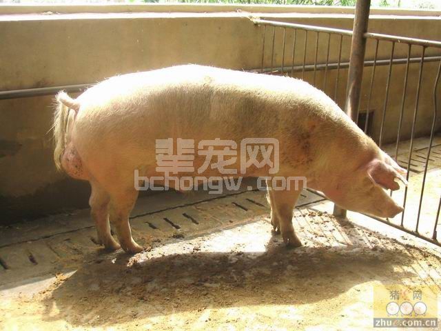 小规模户该咋养猪