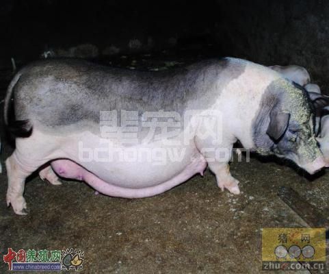 母猪维生素营养怎么确定