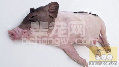 猪闹感冒三大原因