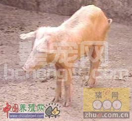 猪的蛔虫病七条保健方略