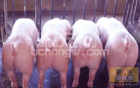 怎样才能把猪养好？