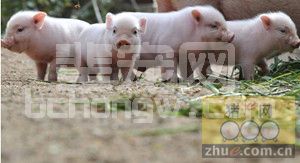 养猪赚不到钱，可能是这几个原因