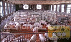 发酵床养猪的日常管理