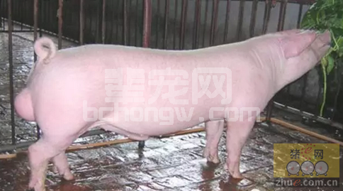 养猪场如何处理影响饲料转化率